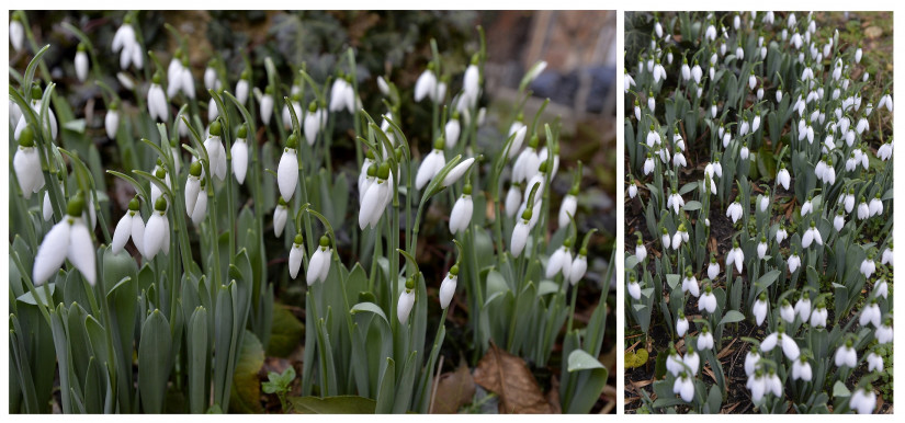 Budapest, 2023. január 12. Nyílik a hóvirág (Galanthus) az évszakhoz képest enyhébb, tavaszias időben egy XI. kerületi társasház kertjében 2023. január 12-én. MTI/Soós Lajos