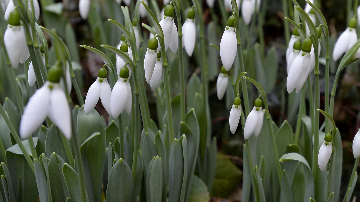 Máris itt lenne a tavasz? Nyílik a hóvirág Budapesten